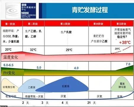 优质玉米青贮的收割和制作及发酵原理