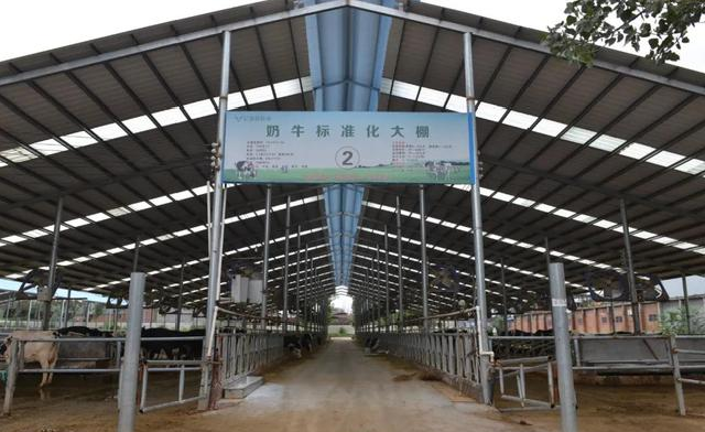 日产鲜奶5.5吨,这个养殖场不一般!