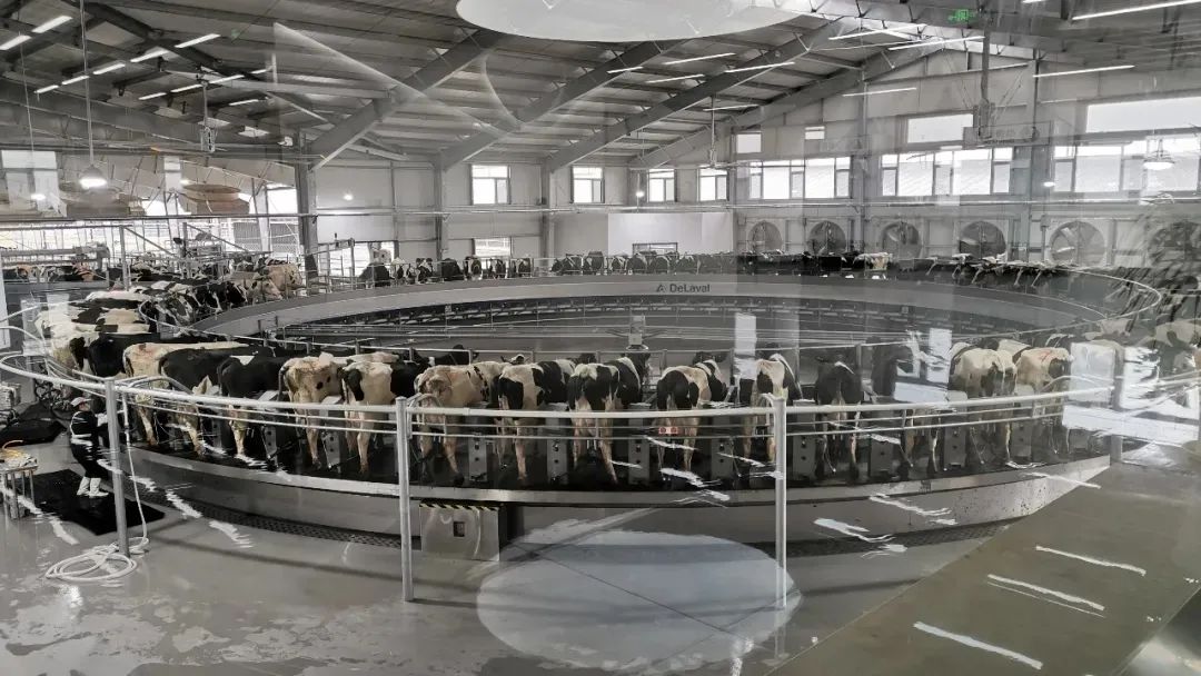 中地乳业沂南牧场隆重举行竣工投产仪式