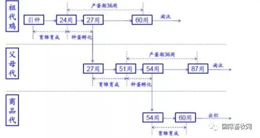 鸡苗、鸡蛋双双涨价,家禽复苏前夜来临?