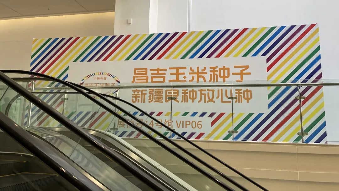 昌吉玉米种子,新疆良种放心种