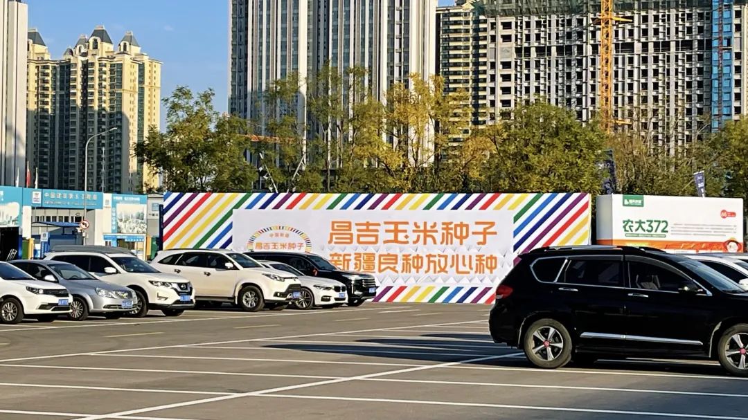 昌吉玉米种子,新疆良种放心种