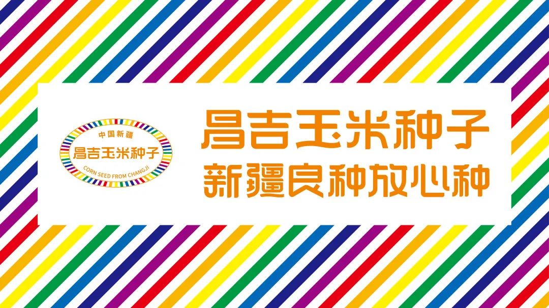 昌吉玉米种子,新疆良种放心种