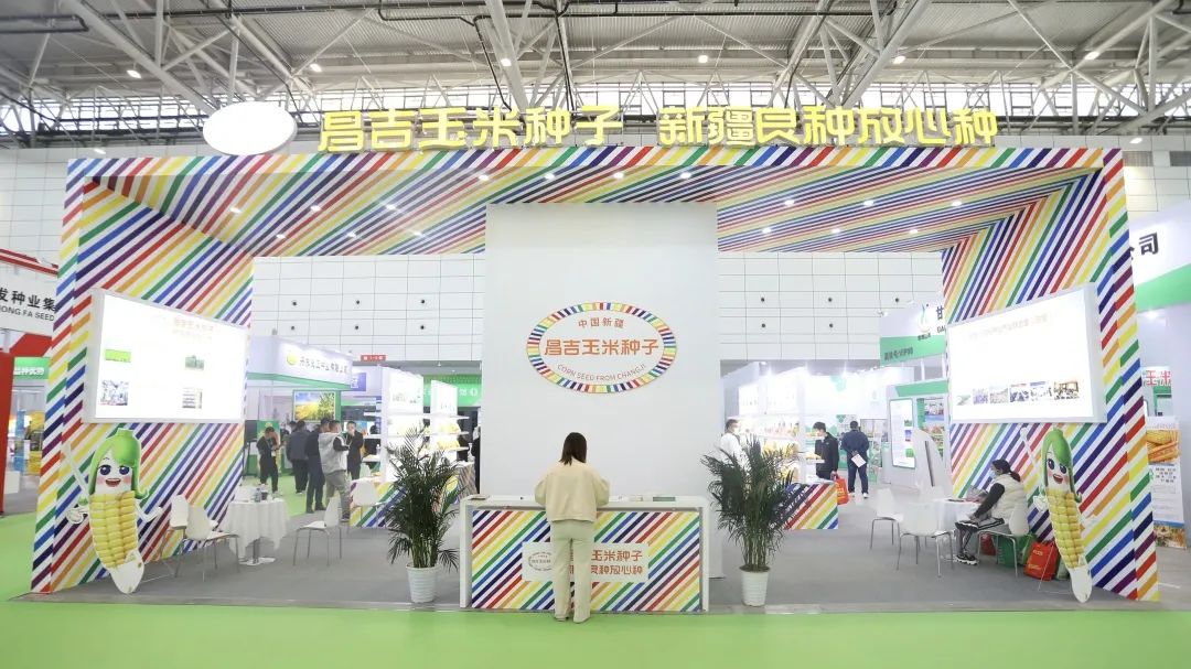 昌吉玉米种子,新疆良种放心种