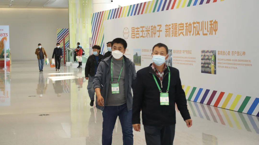 昌吉玉米种子,新疆良种放心种