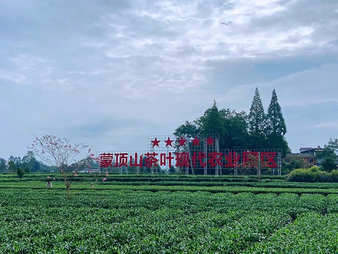 蒙顶山茶:去名山追寻茶的记忆