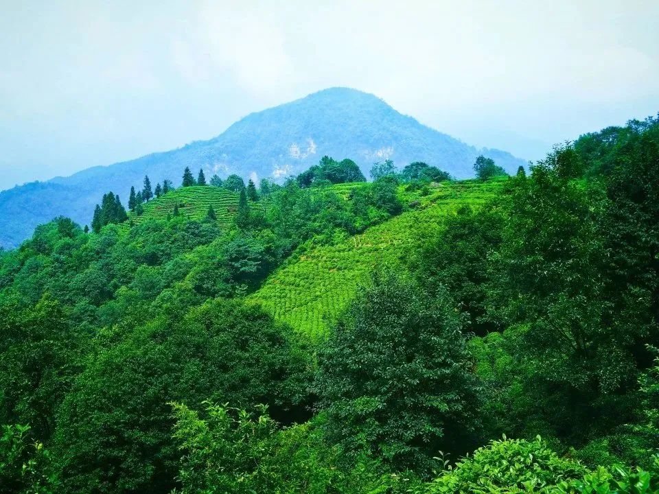 蒙顶山茶:去名山追寻茶的记忆