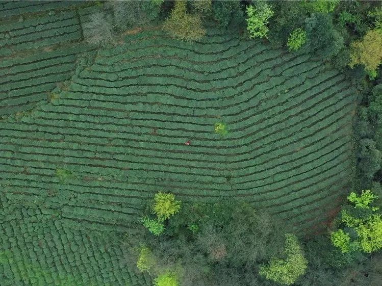 蒙顶山茶:去名山追寻茶的记忆