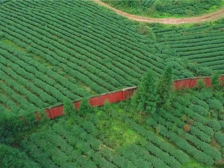 蒙顶山茶:去名山追寻茶的记忆