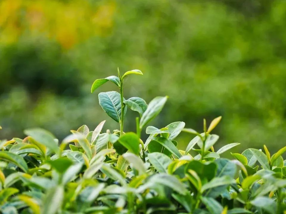 蒙顶山茶:去名山追寻茶的记忆