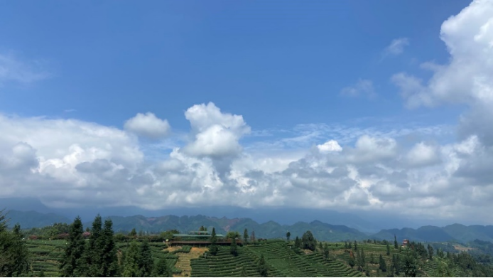 蒙顶山茶:去名山追寻茶的记忆