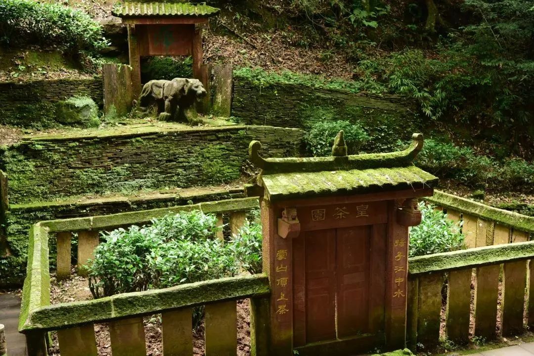 蒙顶山茶:去名山追寻茶的记忆