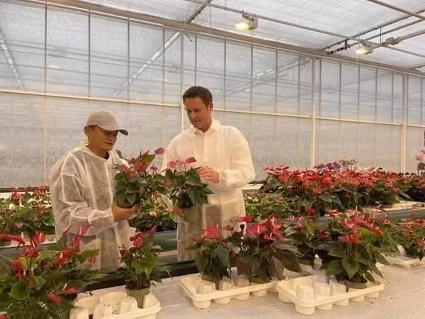 马云去荷兰考察农业了?