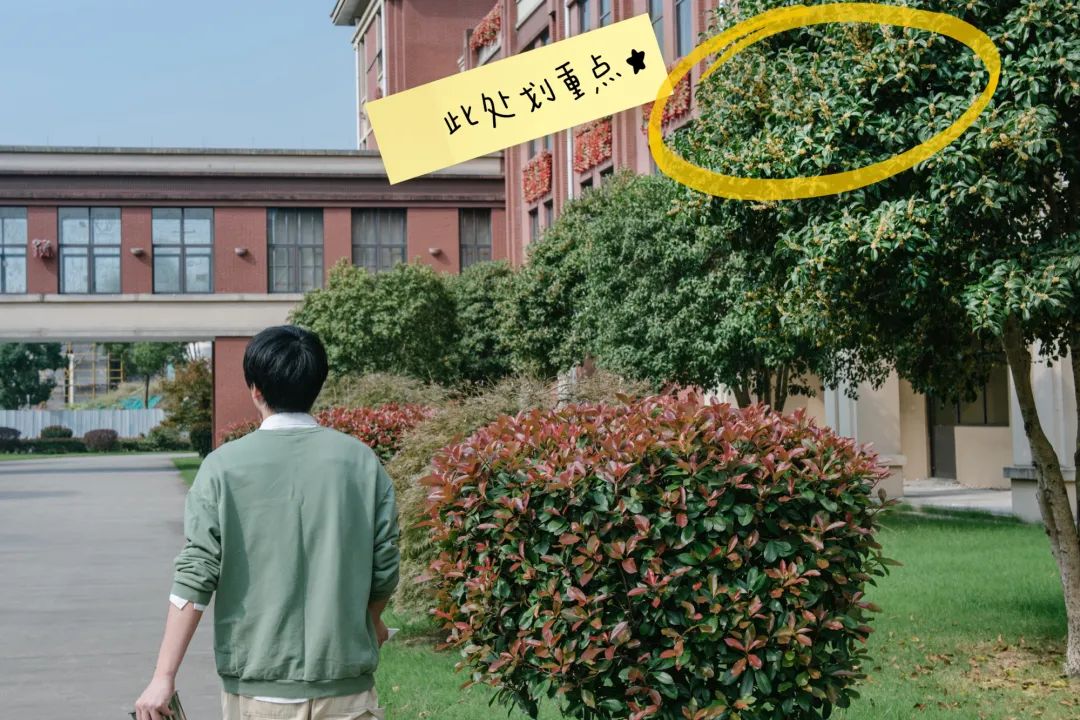 当朱主任，盯上了小镇的桂花……