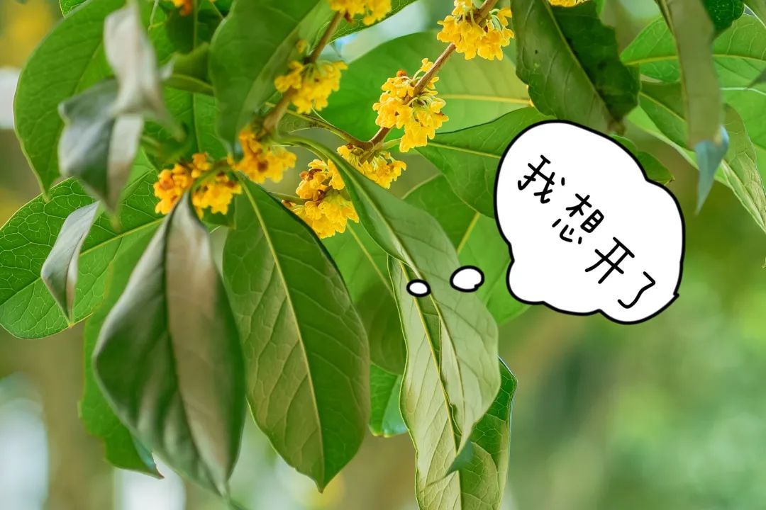 当朱主任，盯上了小镇的桂花……