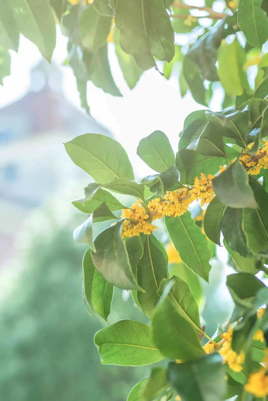 当朱主任，盯上了小镇的桂花……