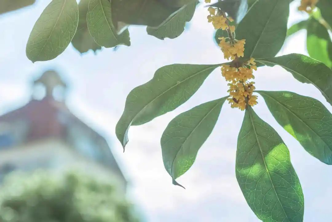 当朱主任，盯上了小镇的桂花……