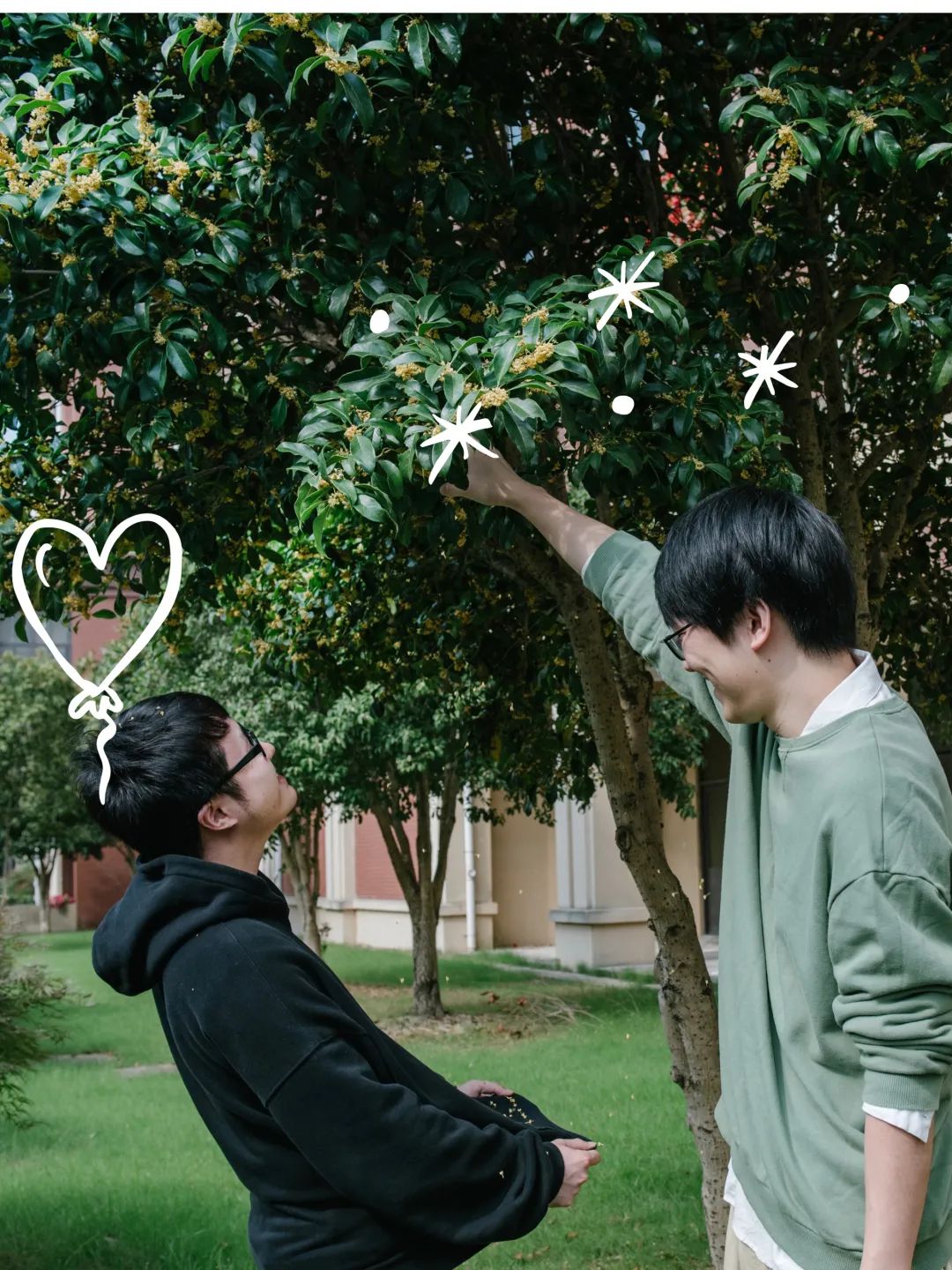 当朱主任，盯上了小镇的桂花……