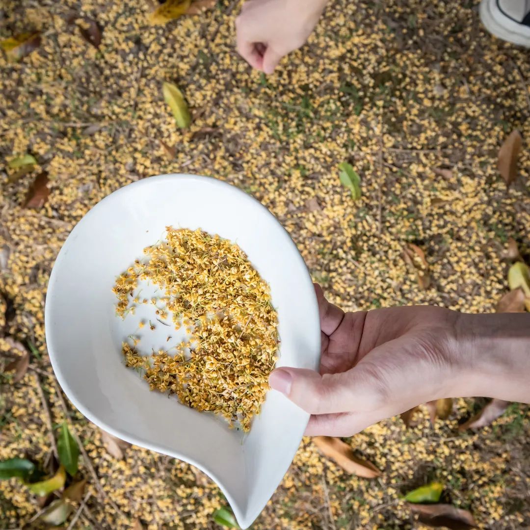 当朱主任，盯上了小镇的桂花……