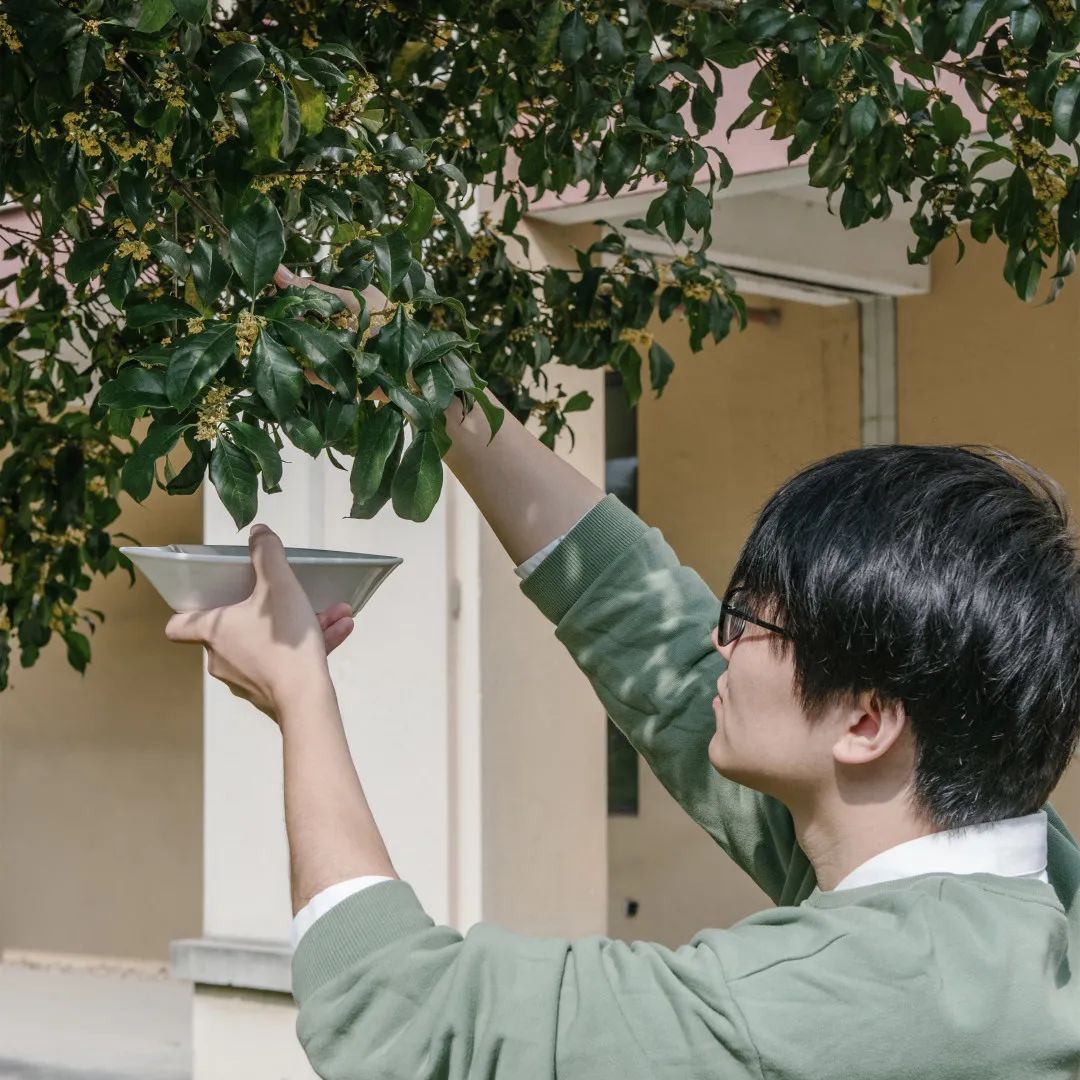 当朱主任，盯上了小镇的桂花……