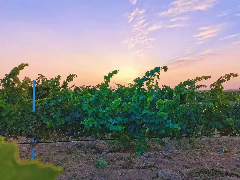 西班酒业获奖从不止步，贺兰山产区多款产品今年再获大奖