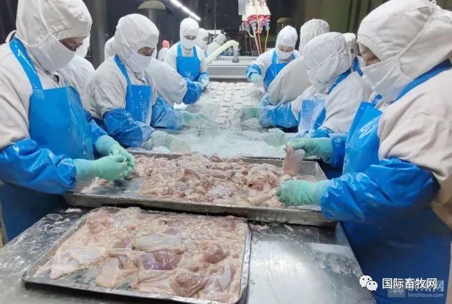青岛九联“肉食鸡” 出口量居全国第一!