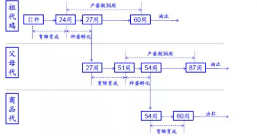 从鸡肉养殖巨头圣农发展看肉鸡产业!
