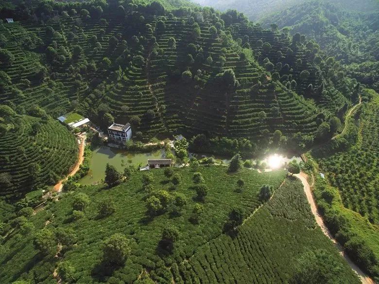 梧州六堡茶——打造百万亩茶园,带富一方群众