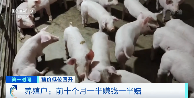 猪肉价格涨近30%！还会继续涨吗？农业农村部释放重要信号