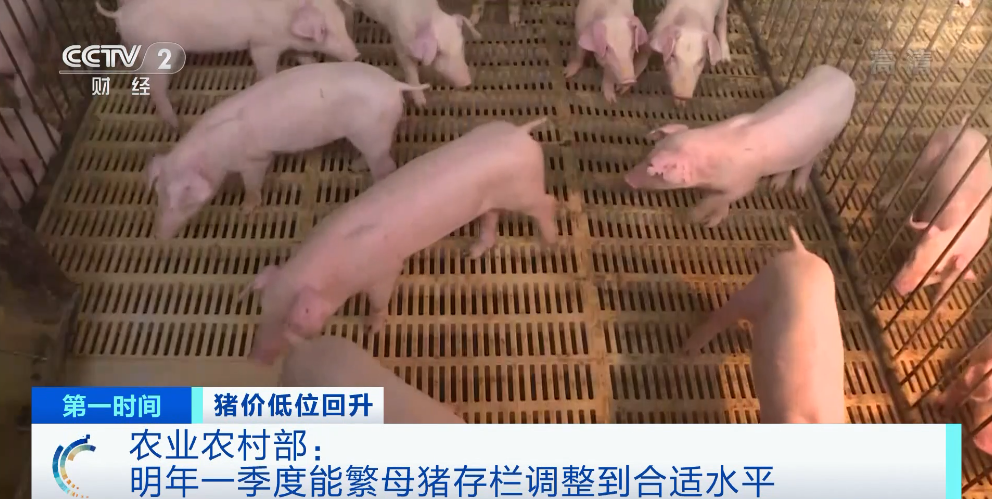 猪肉价格涨近30%!还会继续涨吗?农业农村部释放重要信号