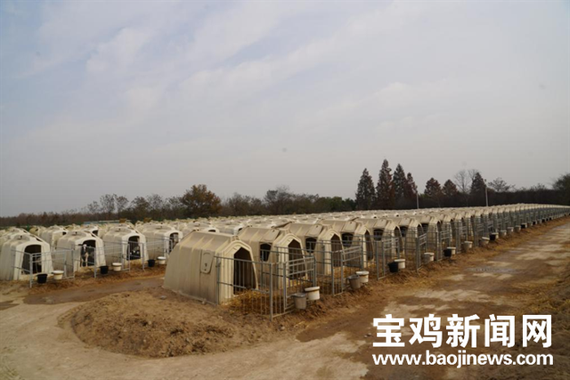 宝鸡现代牧业座牧场给了奶牛一个温馨的家