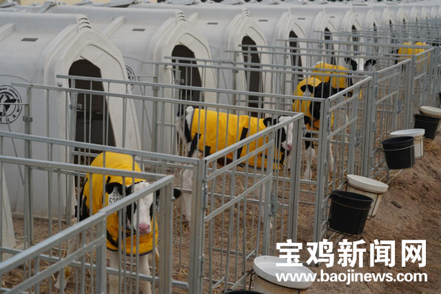 宝鸡现代牧业座牧场给了奶牛一个温馨的家