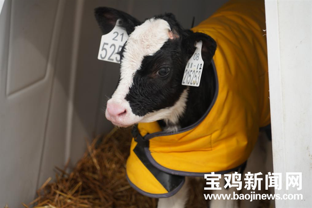 宝鸡现代牧业座牧场给了奶牛一个温馨的家