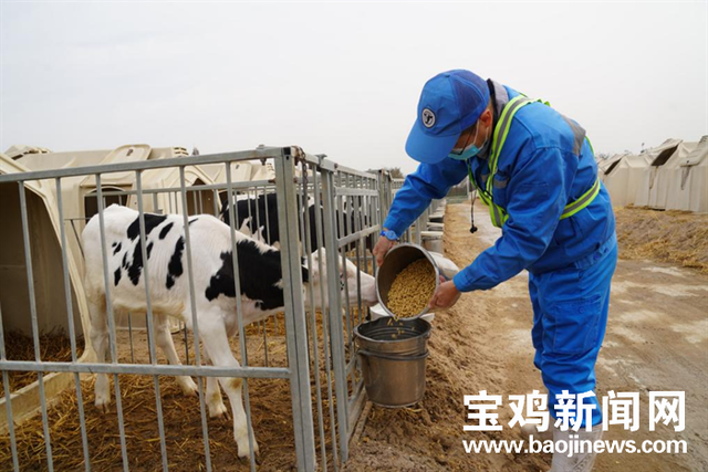 宝鸡现代牧业座牧场给了奶牛一个温馨的家