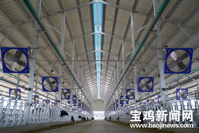 宝鸡现代牧业座牧场给了奶牛一个温馨的家