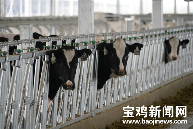 宝鸡现代牧业座牧场给了奶牛一个温馨的家