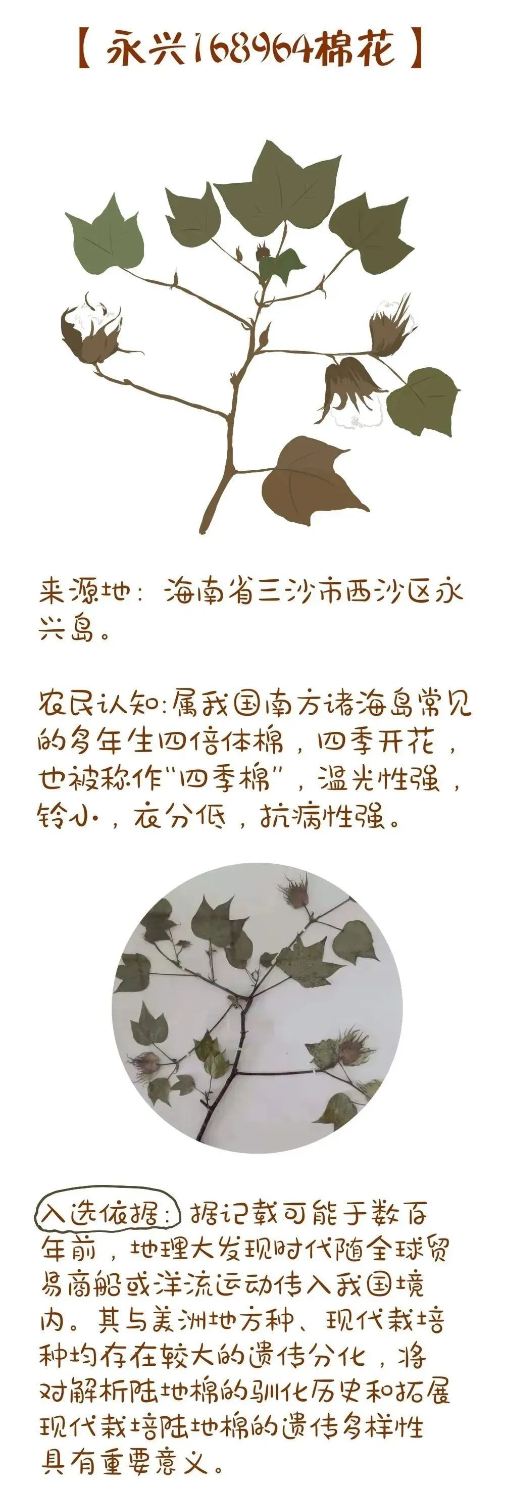 农业农村部最新发布!十大优异农作物种质资源