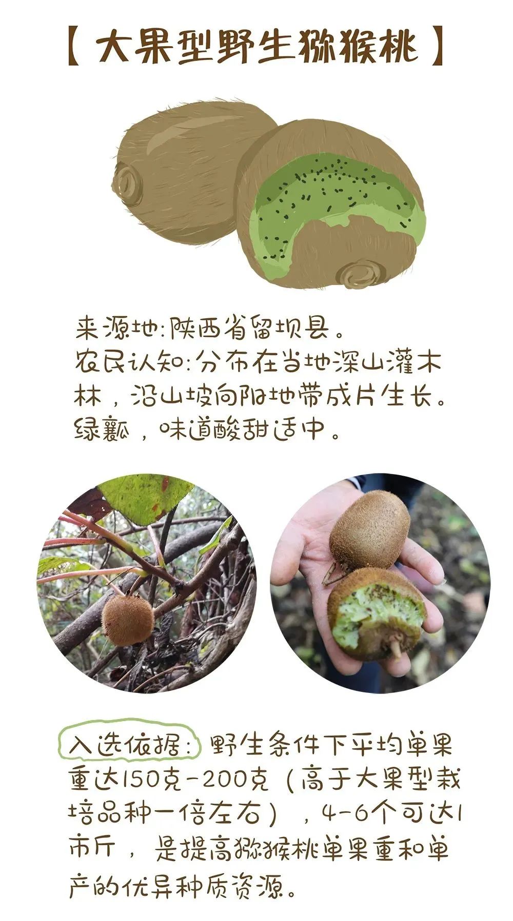 农业农村部最新发布!十大优异农作物种质资源