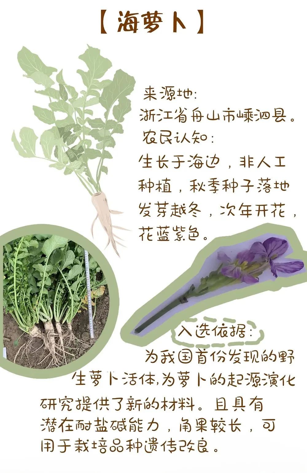 农业农村部最新发布!十大优异农作物种质资源