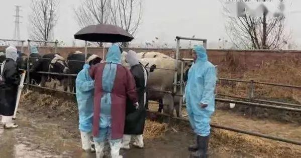 5000头奶牛进驻这家牧场!