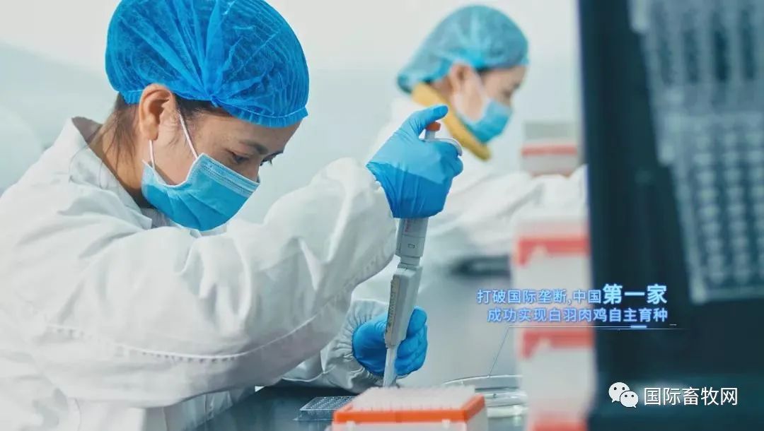 傅光明:养鸡也需要工匠精神
