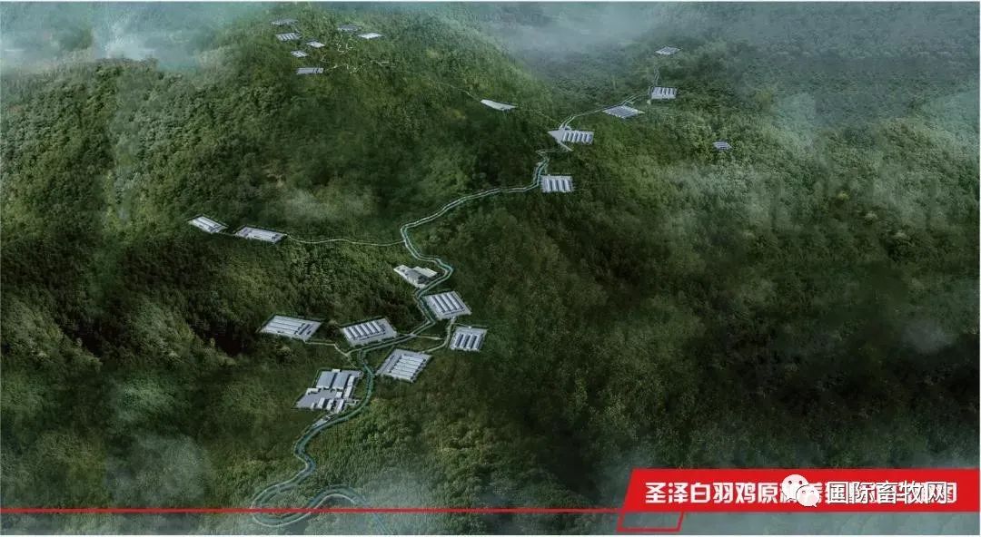 傅光明:养鸡也需要工匠精神