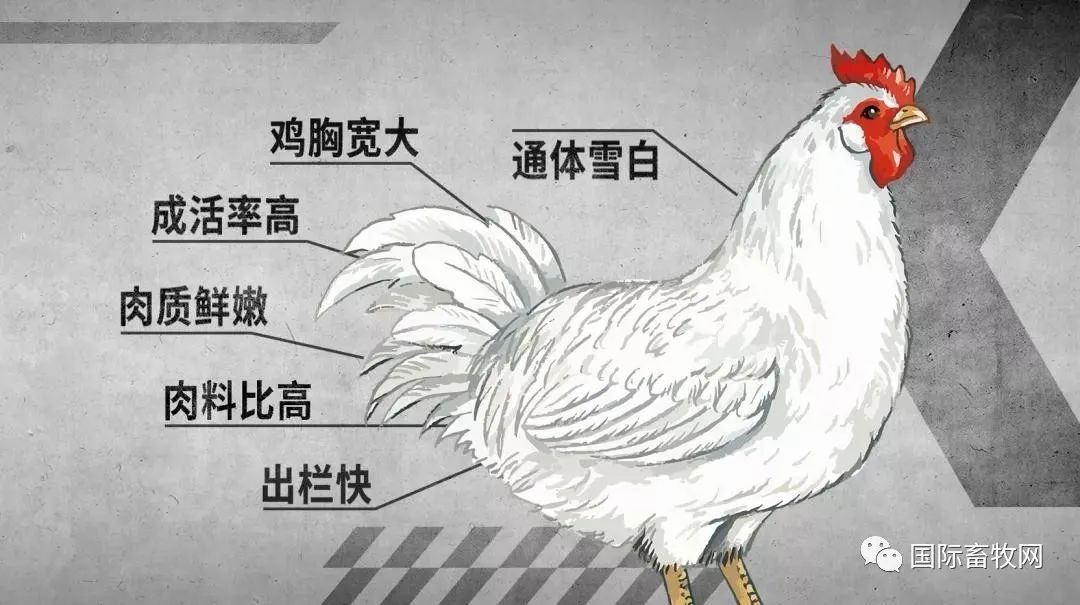 傅光明:养鸡也需要工匠精神