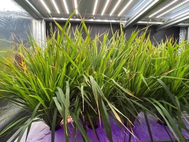 水稻60天收获!植物工厂颠覆传统农业种植