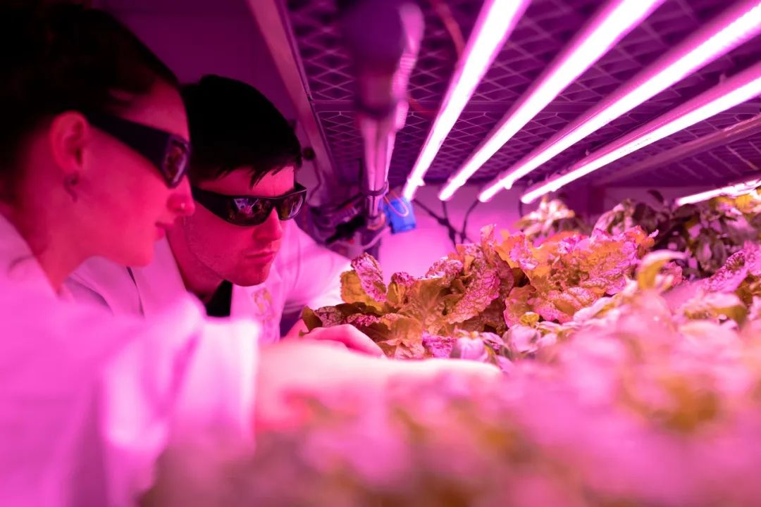 水稻60天收获!植物工厂颠覆传统农业种植