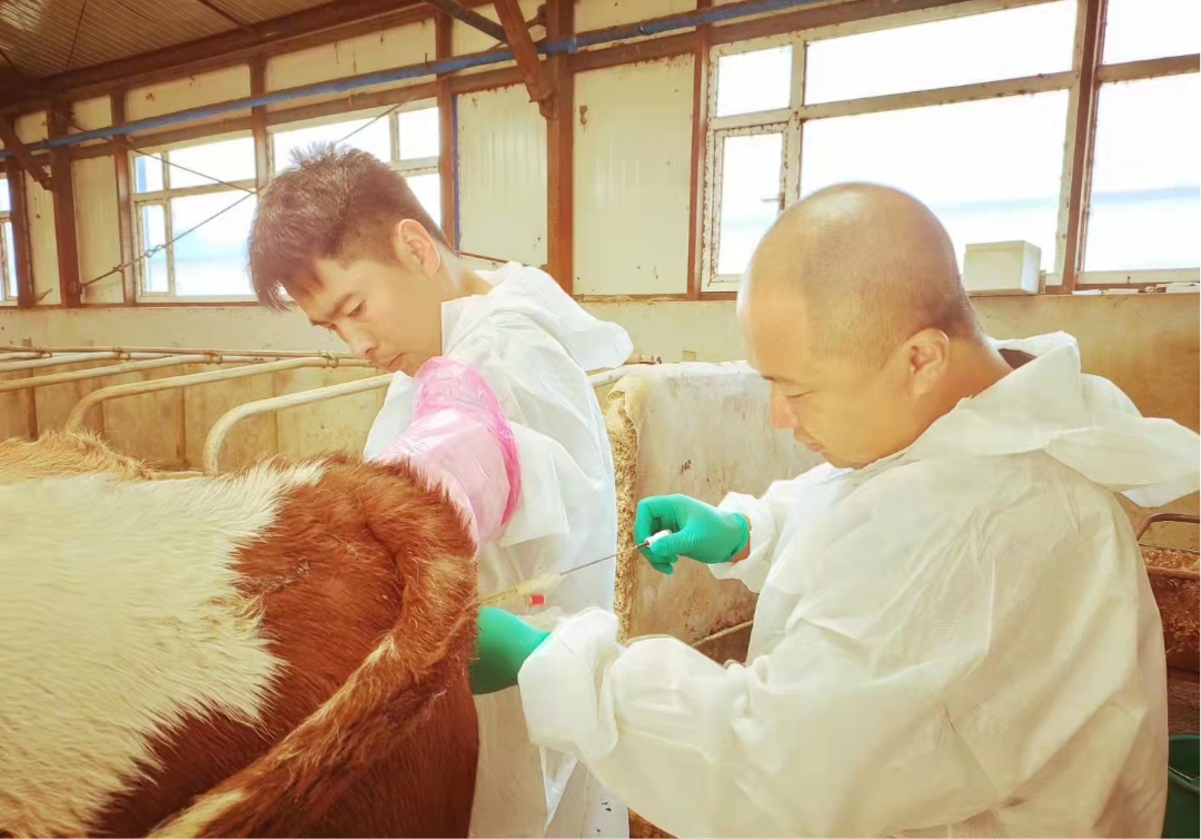冲击十三吨!黑龙江农垦长鑫牧场胚胎移植工作迈向新台阶