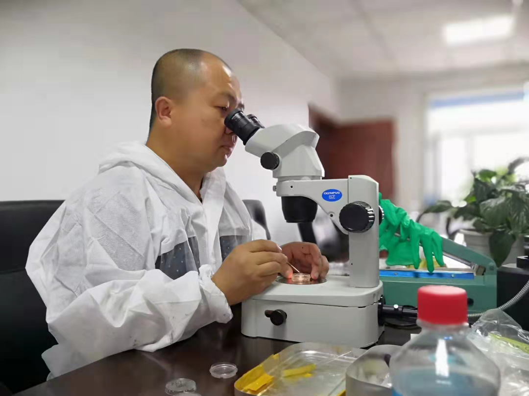 冲击十三吨!黑龙江农垦长鑫牧场胚胎移植工作迈向新台阶