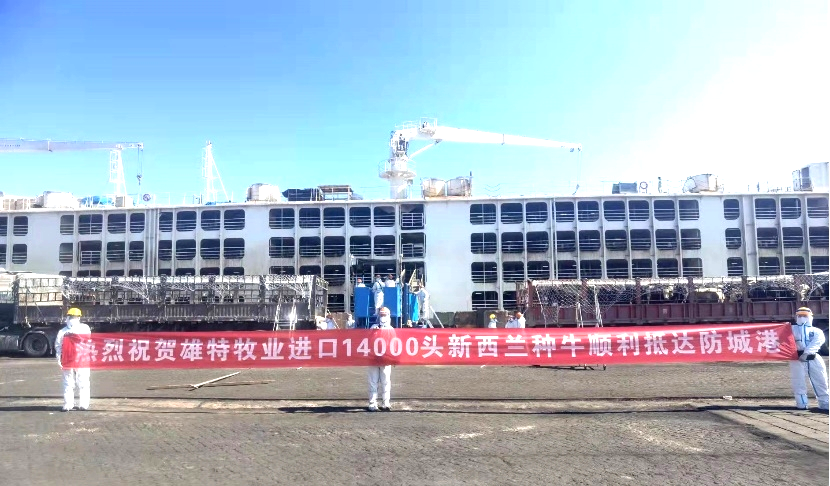 雄特牧业28000头优质种牛顺利抵港