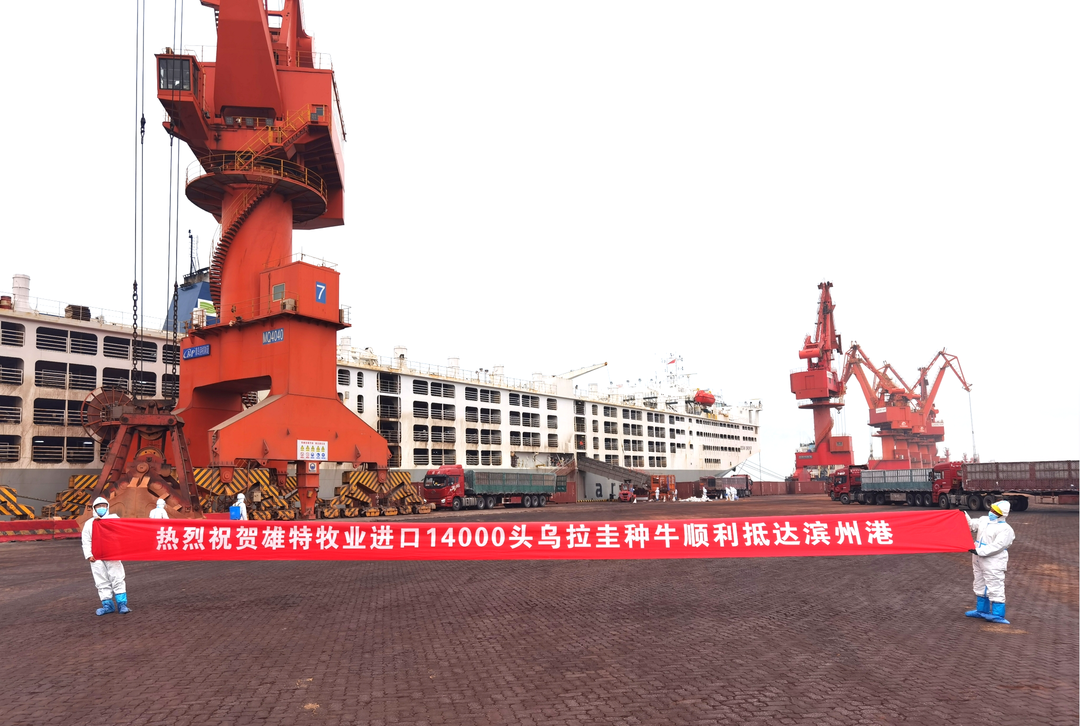 雄特牧业28000头优质种牛顺利抵港
