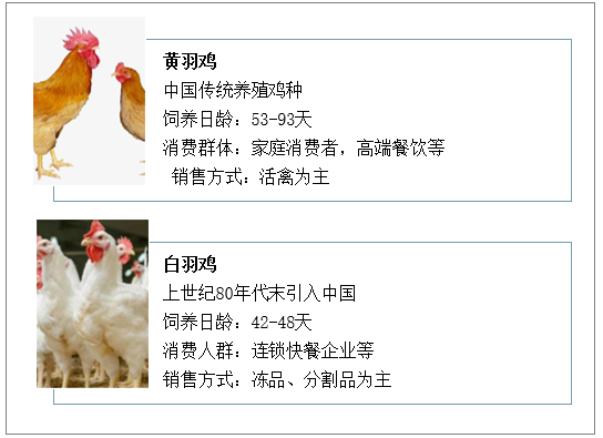 一年吃掉70亿只鸡的中国人,终于不再被国外卡脖子